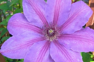 Clematis 'Horn of Plenty' New 2024